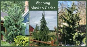 Weeping Alaskan Cedar An Elegant Easy