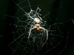 orb weaving spiders in art and