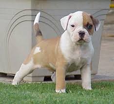 Find american bulldog in dogs & puppies for rehoming | 🐶 find dogs and puppies locally for sale or white american bulldog puppies for sale pup is ready for his new forrever home. American Bulldog Dog Breed