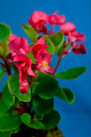 El kalanchoe es una planta muy fácil de cultivar y que da flores todo el año. Flor De Azucar Begonia Semperflorens Plants