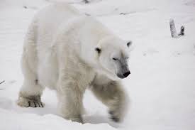 Image result for polar bear