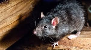 What Attracts Mice And Rats To Your