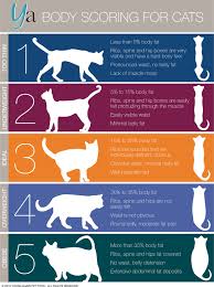 Cat Body Score Chart