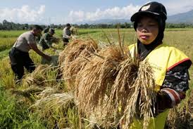 Usaha kerajaan memajukan sektor pertanian adalah selaras dengan. 10 Alasan Untuk Mendukung Pertanian Republika Online