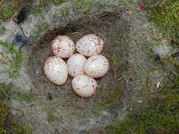 how to identify birds eggs discover