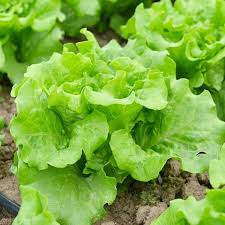 lettuce seeds 100pcs