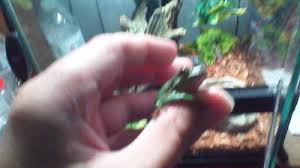These are one strange and weird looking creature! Green Tree Frog For Sale Live Pet Reptiles Petsmart