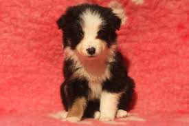 freyasway border collie puppies for