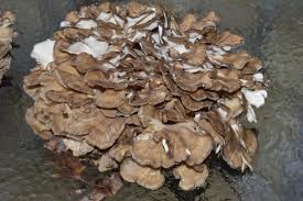 the maitake mushroom identification
