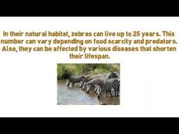 They sometimes occur in tens of thousands in migratory herds on the serengeti plains. How Long Do Zebras Live Youtube