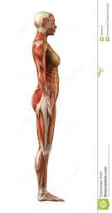 Anatomy Of Female Muscular System Stock Illustration