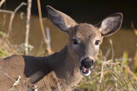 keep deer away from your plants and