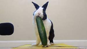 Rabbit eating cucumber ASMR - YouTube