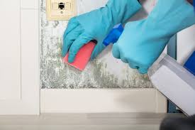 tips for cleaning mold off walls