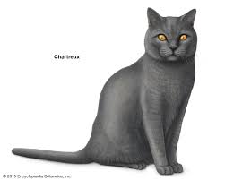 Closest to their ancestors in fur length, these breeds range from the classic british shorthair with its bulldog for many folks, a minimal amount of short white hairs may be a nightmare if they are embedded in the fabric of your favorite wool suit. Shorthair Cat Breeds Britannica
