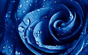 Wet Drops Blue Rose | ImageBank.