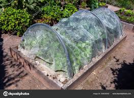 garden cloche cabbage vegetables