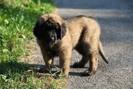 Find leonbergers puppies & dogs for sale uk at the uk's largest independent free classifieds site. The Leonberger Ultimate Breed Information Guide Your Dog Advisor