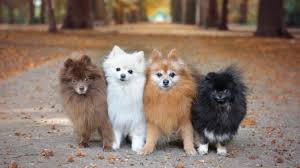 pomeranian colors complete list of all