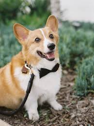 There are many different sites out there offering to help you find pembroke welsh corgi puppies for sale los angeles, so what makes us so special? Los Angeles Griffith Observatory Puppy Session Alice Ahn Photography Corgi Cute Corgi Puppy Pembroke Welsh Corgi