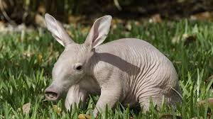 Baby aardvark born at Busch Gardens