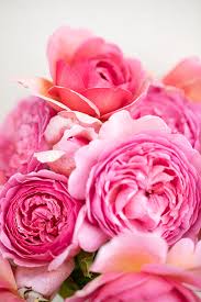 dark pink roses rose story farm