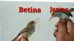 Cara membedakan burung ciblek jantan dan betina : Gambar Burung Ciblek Semi Jantan Dan Betina Crimealirik Page
