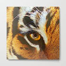 Real Tiger Eye Up Close And Very