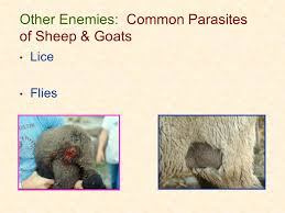 Parasite Management In Goats Ppt Video Online Download