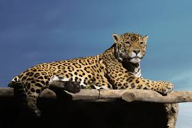Jaguars are the largest of south america's big cats. Captivating Facts About The Food Jaguars Eat And Their Habitat Animal Sake