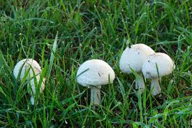 Pilze züchten im eigenen garten. Pilze Im Garten Was Kann Man Dagegen Tun Ratgeber Von Giomoebel Ch