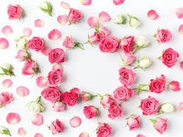wallpaper flowers petals pink roses