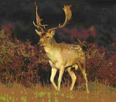 fallow deer a guide to irelands