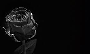 black rose relationship love