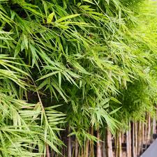 bamboo plant get to know it before you