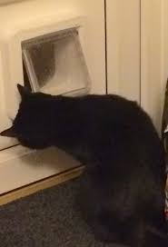 Cat Flap Issue Can Anyone Advise On