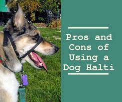 Dog Training: Pros and Cons of Using a Dog Halti - PetHelpful