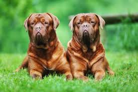 9 Of The Worlds Largest Dog Breeds Mnn Mother Nature