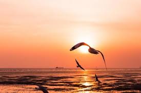 pássaros gaivotas voando ao pôr do sol sobre o mar 1374043 Foto de stock no  Vecteezy