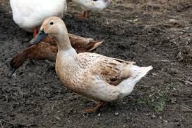 Info About Duck Breeds And More My Golden Buffies