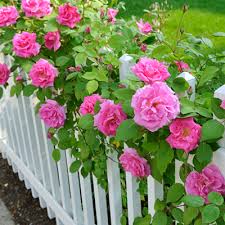 How To Plant Roses The Home Depot