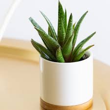 Aloe is a succulent plant that looks like a cactus. How To Grow And Care For Gasteria
