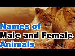 What are some of the advantages of utilizing apache servers? Male And Female Of Animals Called In English Youtube