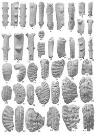 Upper Cretaceous (upper Santonian) Boehmoceras fauna from the Gulf Coast  region of the United States