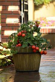 Growing Tomatoes In Pots Container