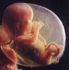Hablemos claro sobre el embrión humano | SOLIDARIDAD Y MEDIOS