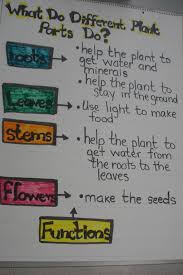 Plant Parts And Its Functions Chart Created By