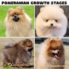 pomeranian growth ses a
