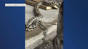 jungle carpet python discovered