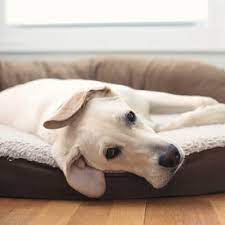 how to clean a dog bed merry maids